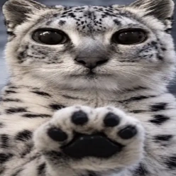 paws at you